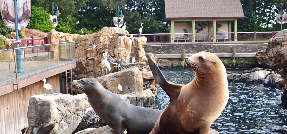Insider’s Guide: Getting The Most Out Of SeaWorld VIP Tours